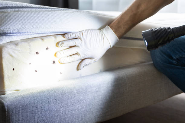 Best Flea Control Services  in Gretna, VA