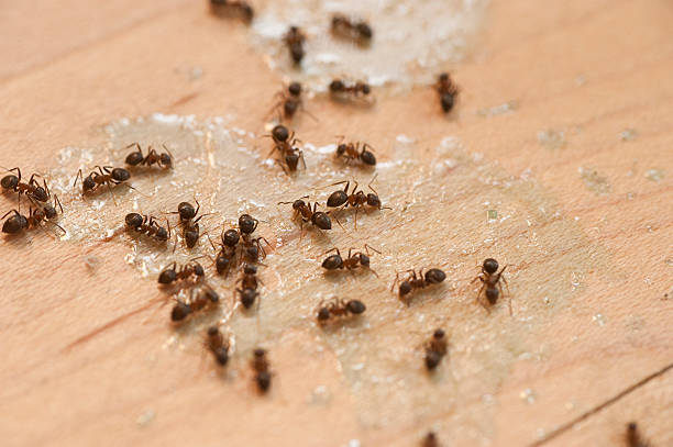 Best Bed Bug Extermination  in Gretna, VA