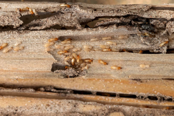 Best Residential Pest Control  in Gretna, VA